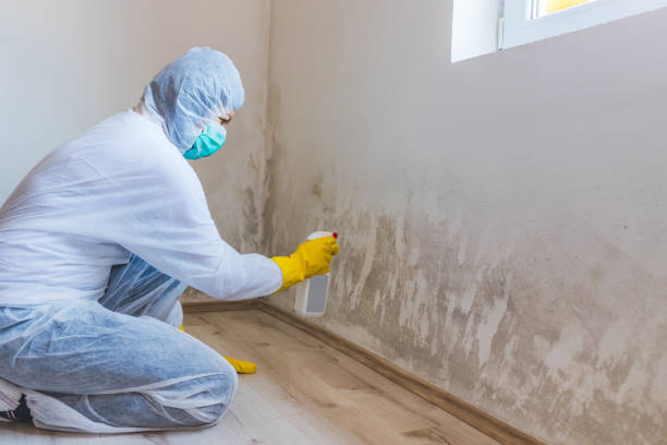 Licensed Mold Remediation service in Rogers, MN - WQB Mold Removal